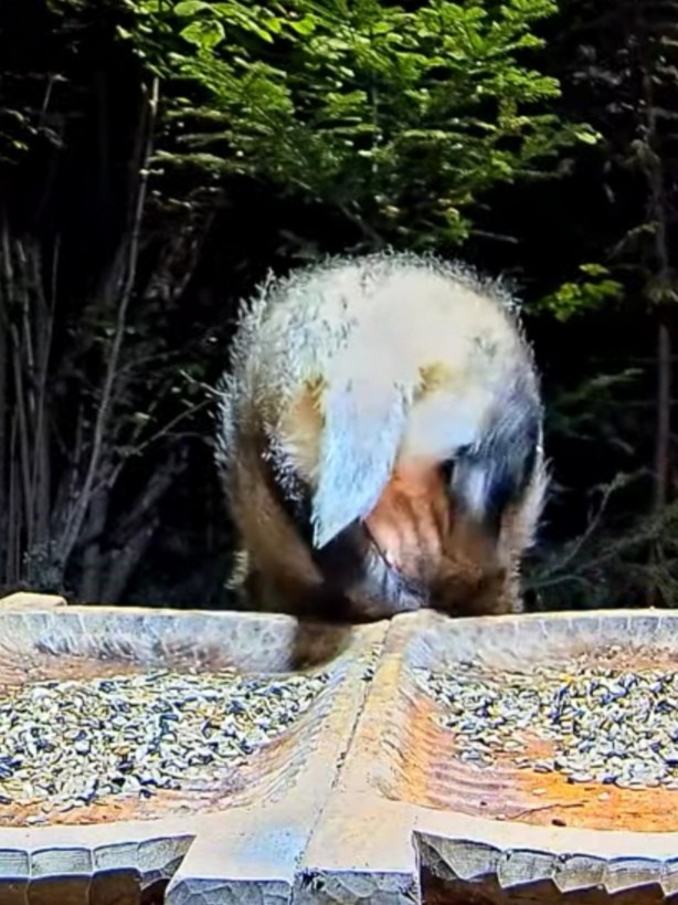 livebirdspoland_4e945def821044c3365d979cc4882500.jpg