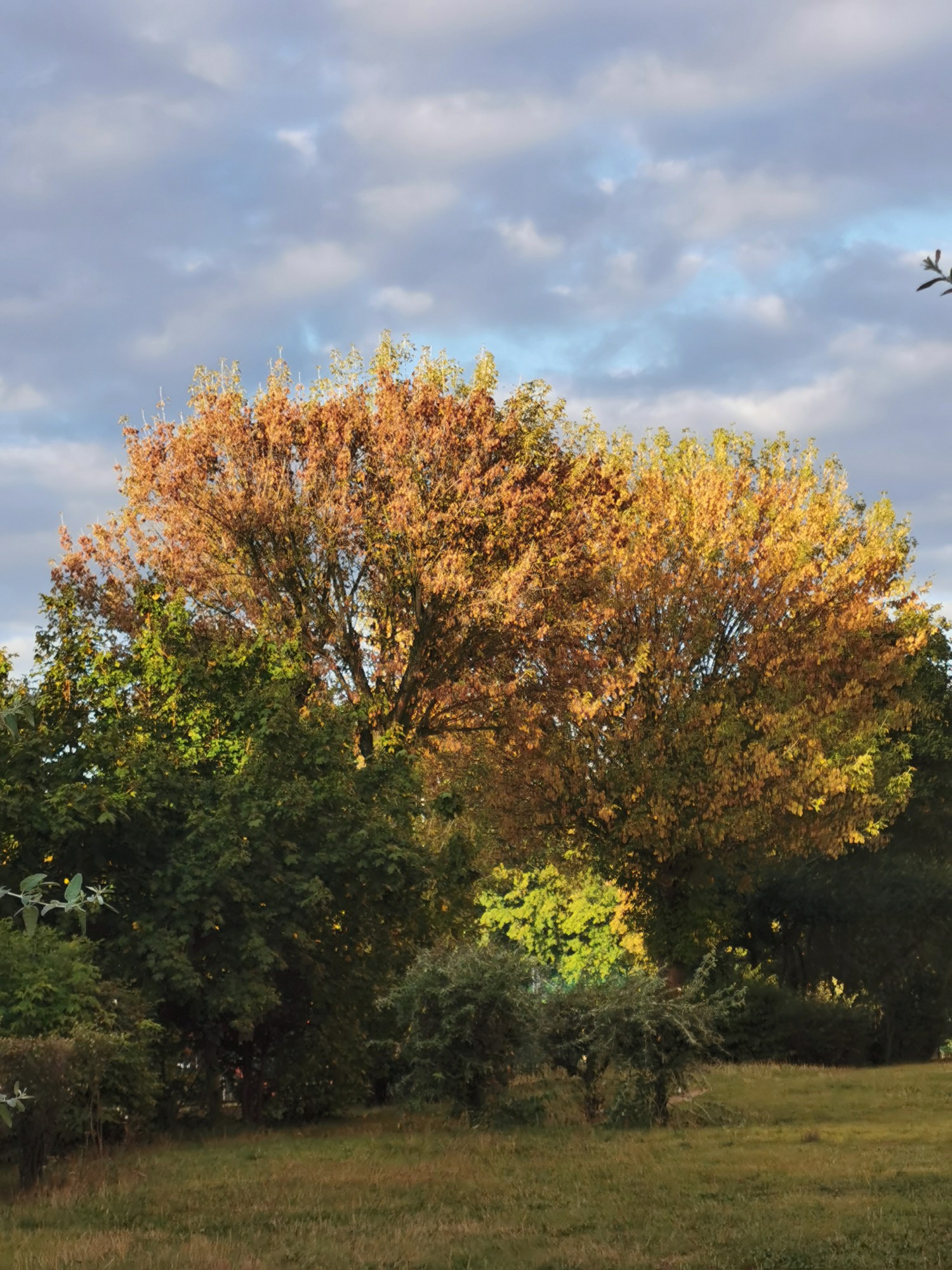livebirdspoland_80851e0a76728f6aeaa523bac558505f.jpg