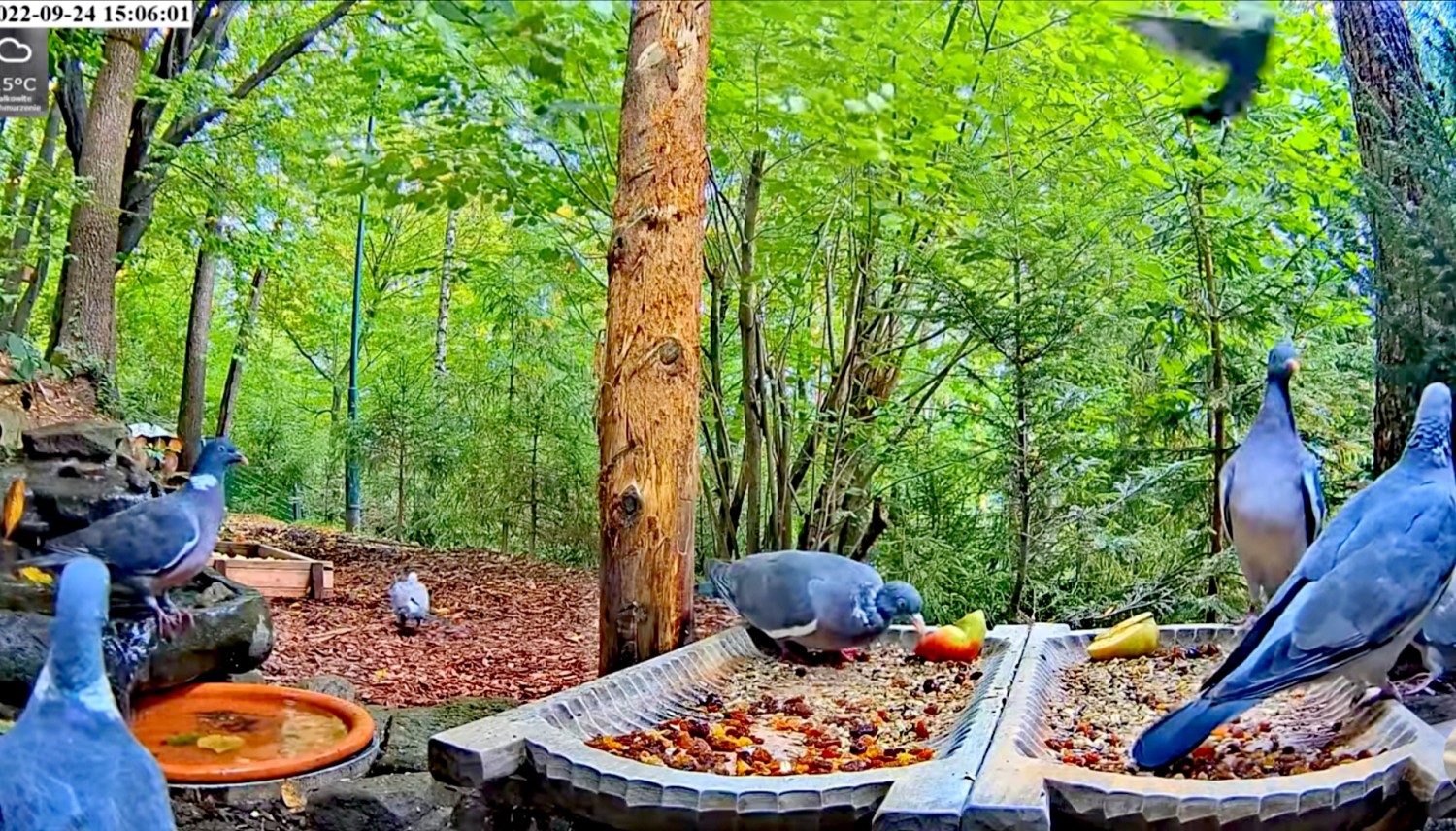 livebirdspoland_47f6f19df4a477b87c7a49d1b7549471.jpg