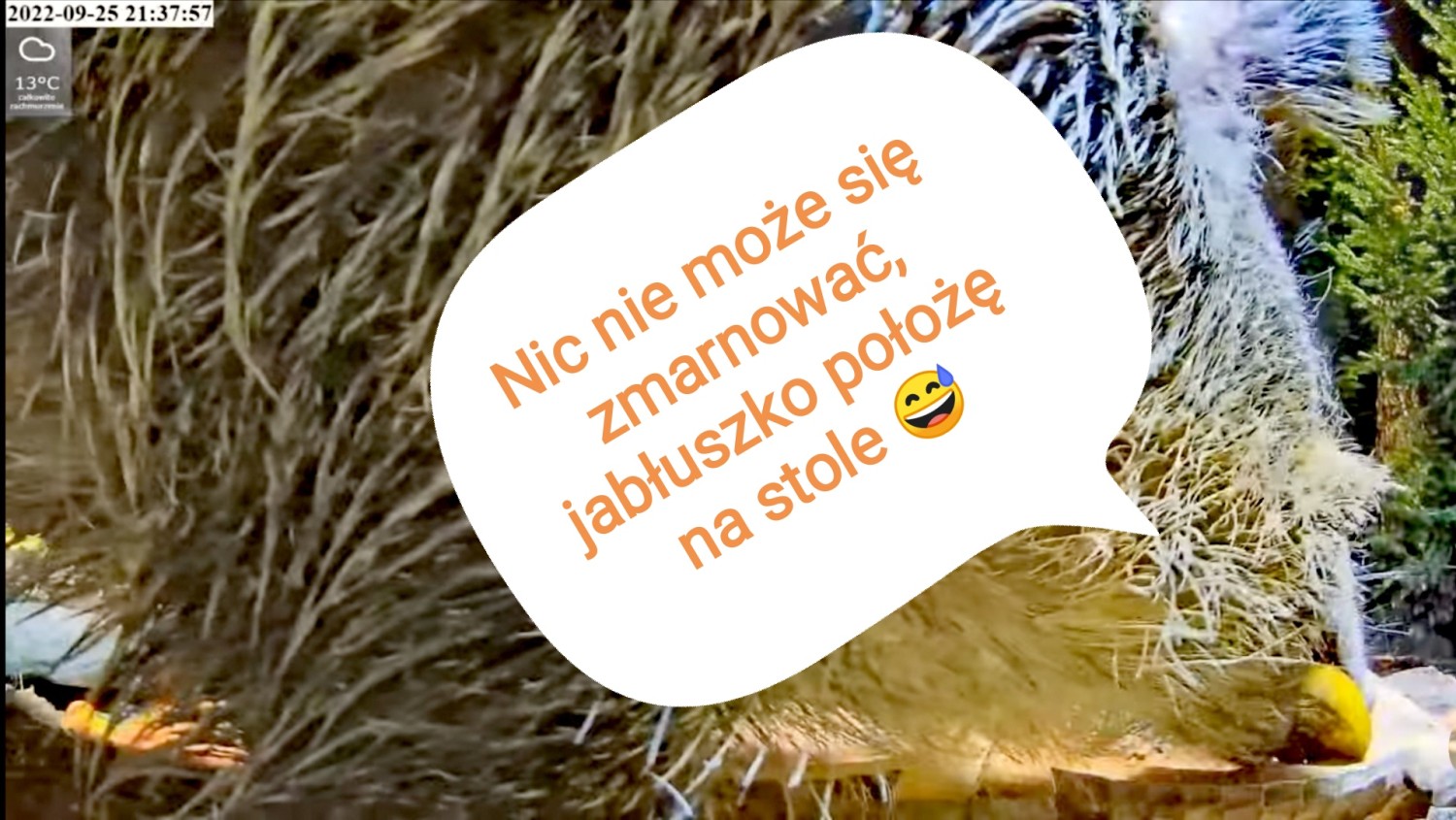 livebirdspoland_29cff882b15315644a3d2a89d747936e.jpg
