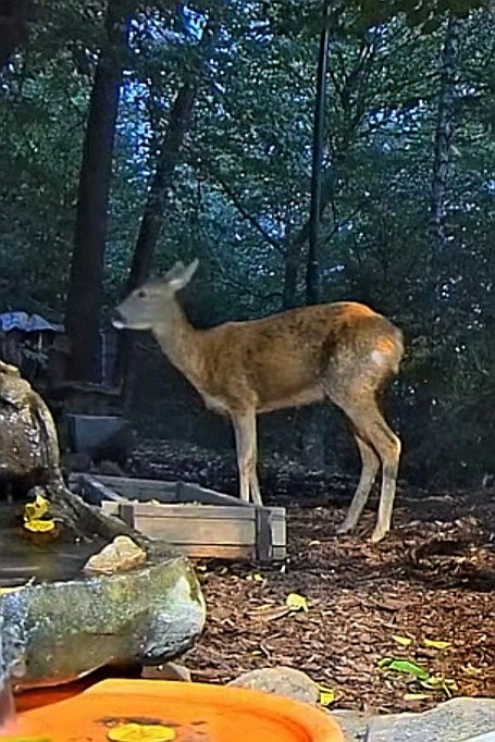 livebirdspoland_8fc6137566b65f7d0ac35af398b2d67e.jpg