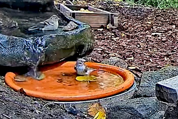 livebirdspoland_f36757b06e5b8ebfac92715f16176f85.jpg
