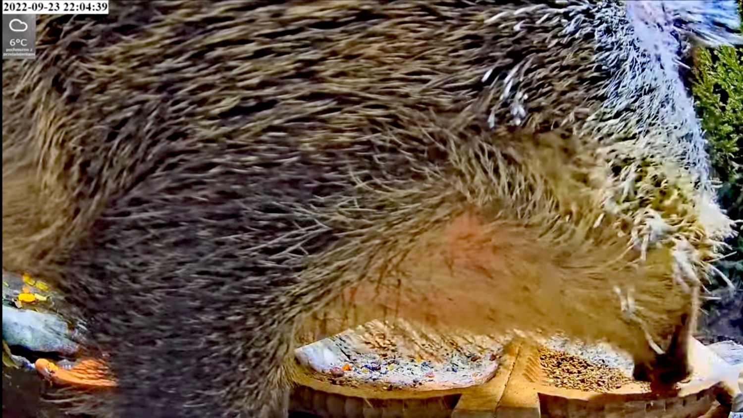 livebirdspoland_ac7a88a4c35385d1dae8c4356e6f5ef0.jpg