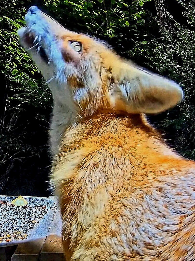 livebirdspoland_ab7f2e7329fc982ac75ff11b2ae4f1ca.jpg