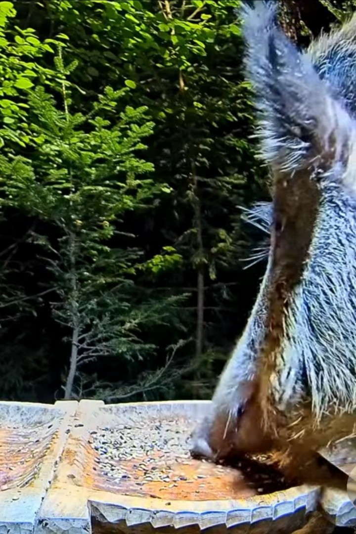 livebirdspoland_658a7346b3ad4a2e239d893d0308958c.jpg