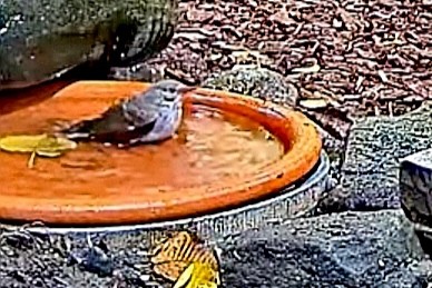 livebirdspoland_99aa71a314c99977d8ee7ea3a39f4123.jpg