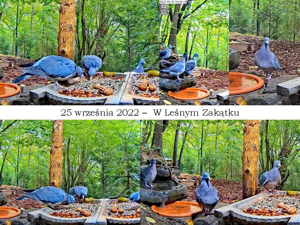 livebirdspoland_41bd6497137eb4b1e38886ae1e94005f.jpg