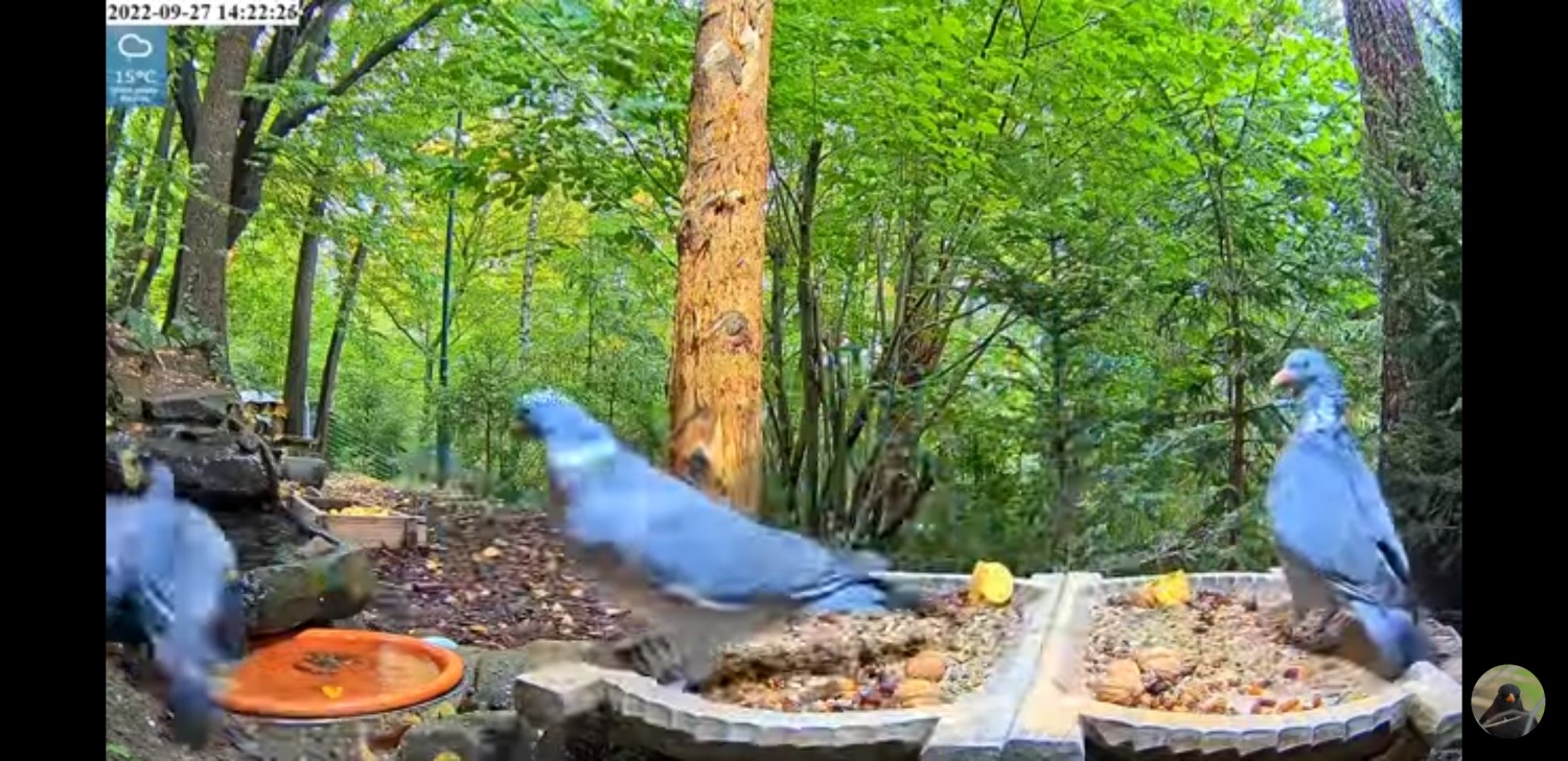livebirdspoland_161f1eb883350e35f13a0f62720a077e.jpg