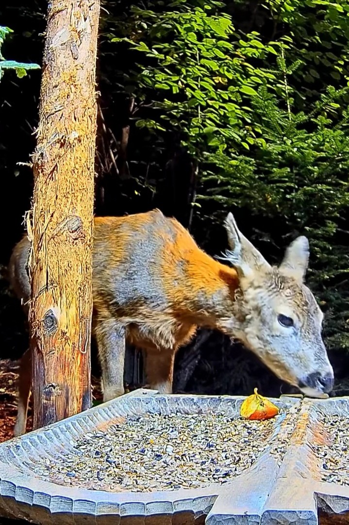 livebirdspoland_ab091757d4f9f34c8ac387ca6c4c46b5.jpg