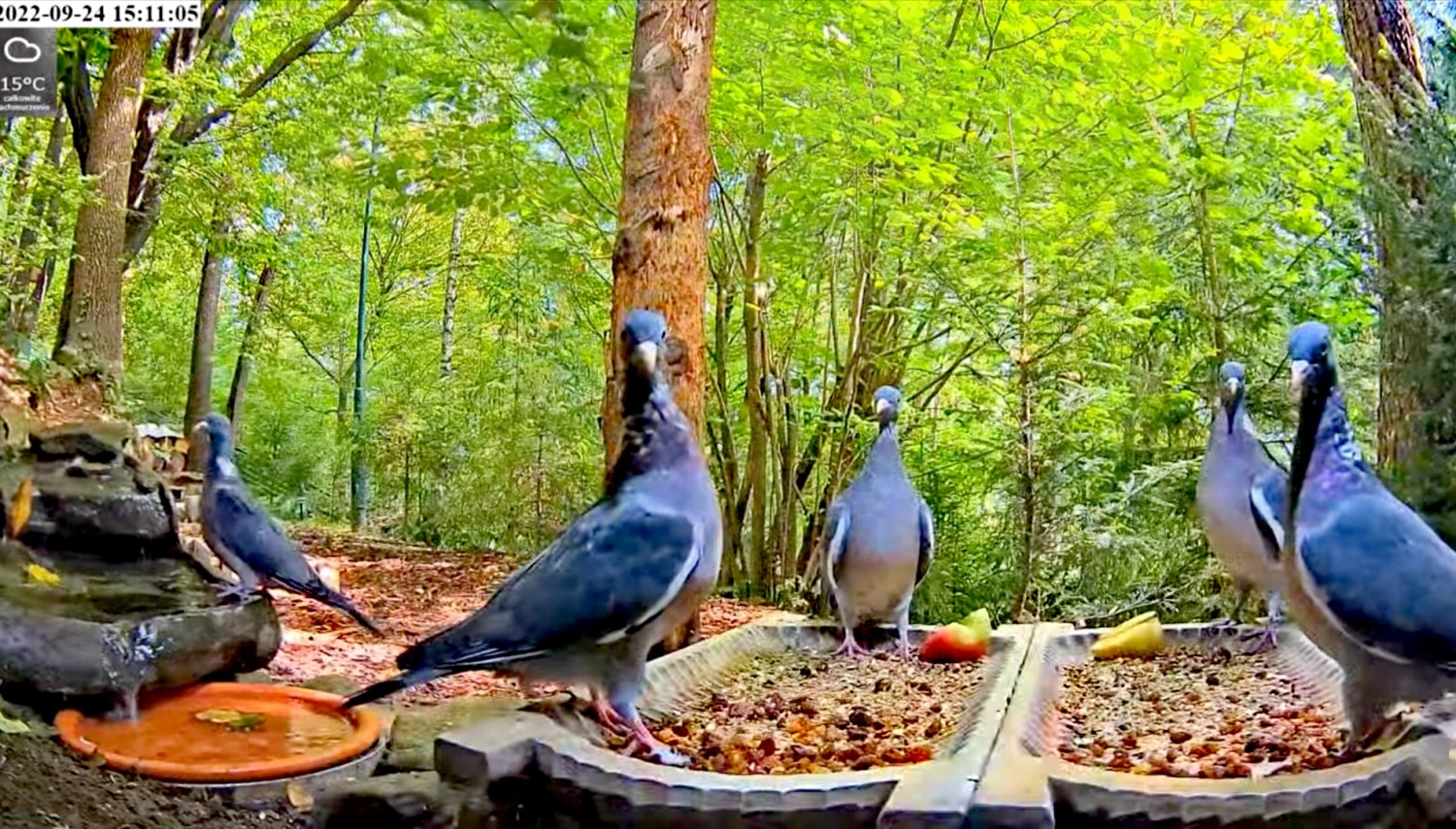 livebirdspoland_63ae9b08f1216da476fd94c300acc68b.jpg