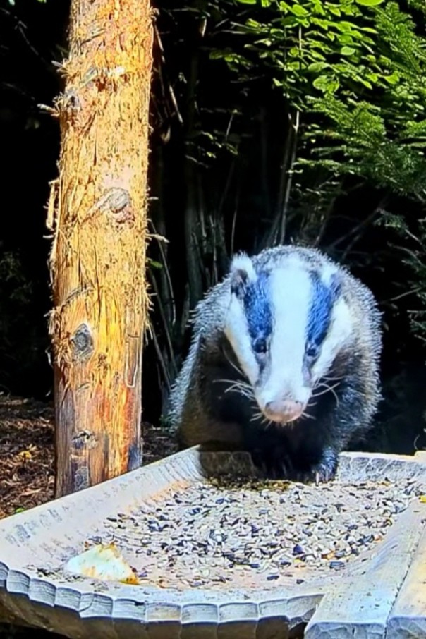 livebirdspoland_7568e5b707558fbce33b5f383f527a34.jpg