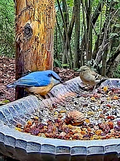 livebirdspoland_ea67db796bc04155817a8c23cf8a788f.jpg