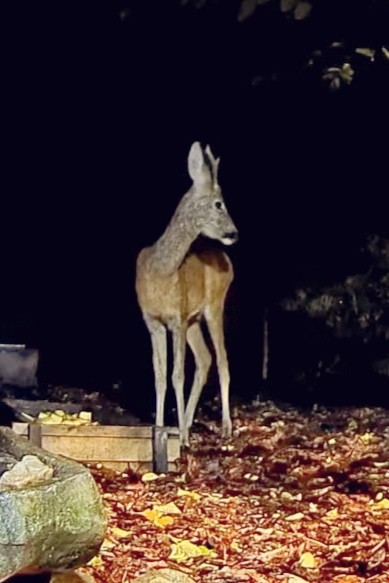 livebirdspoland_c93a58e4557266d718b60b8af2a93db6.jpg