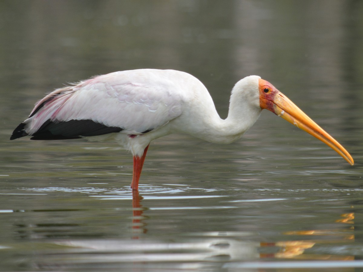 livebirdspoland_2d8fcee35c54dab80e5e65565c6dc3a6.jpg