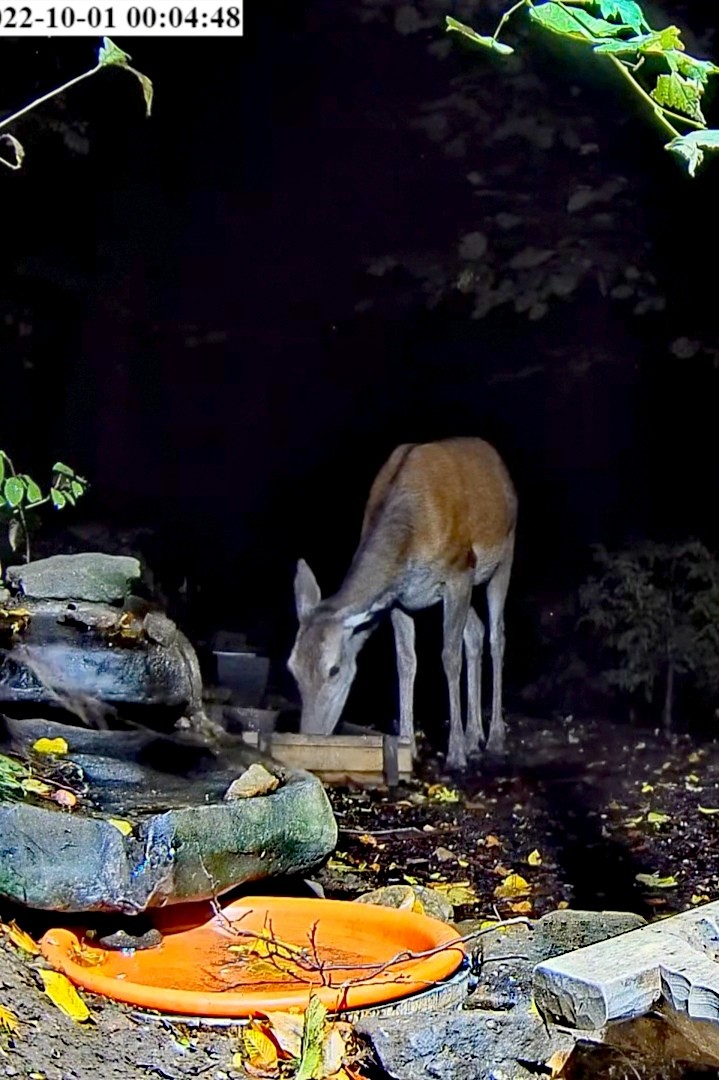 livebirdspoland_5231a1178fbc029c7daeb4264f23d040.jpg