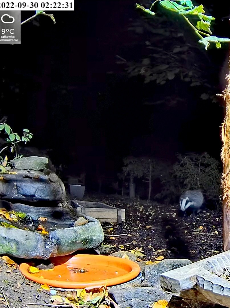 livebirdspoland_2a1c0d370179ae4cc30ea99730fd5874.jpg