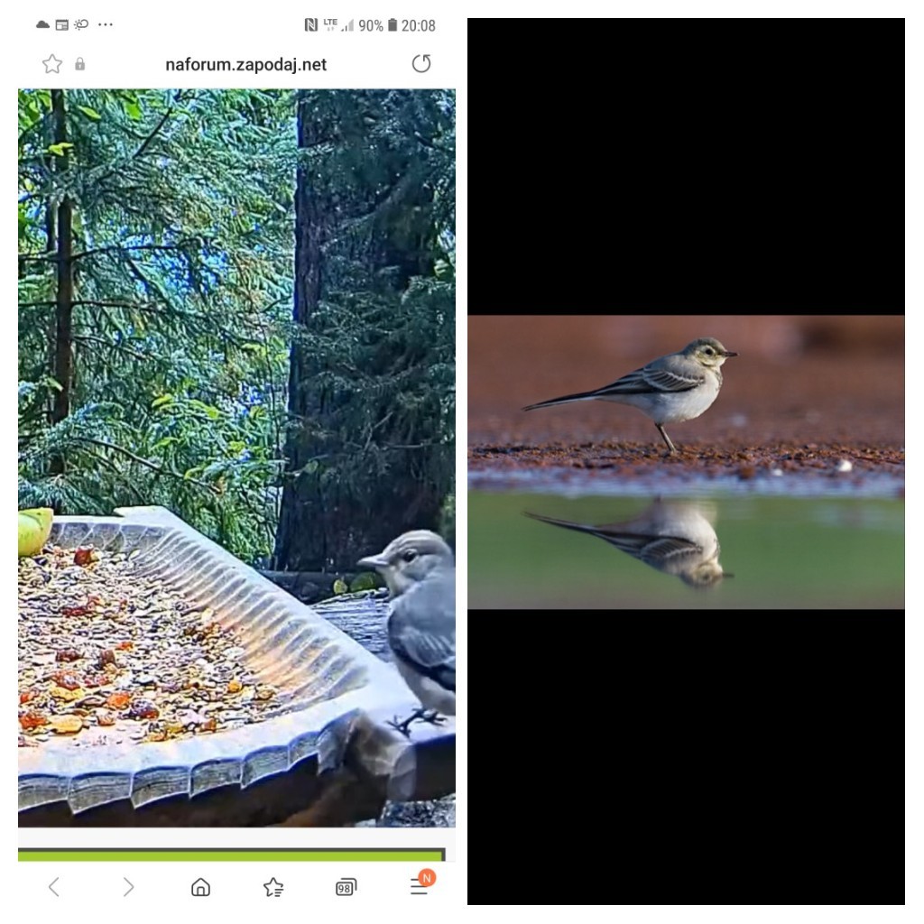 livebirdspoland_4085b9466ec560d77d7ec5caca1a0856.jpg