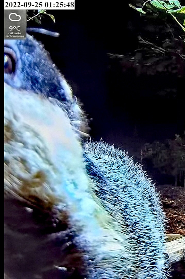 livebirdspoland_9b3fc775eeeadd329e4ebf6c0679c789.jpg