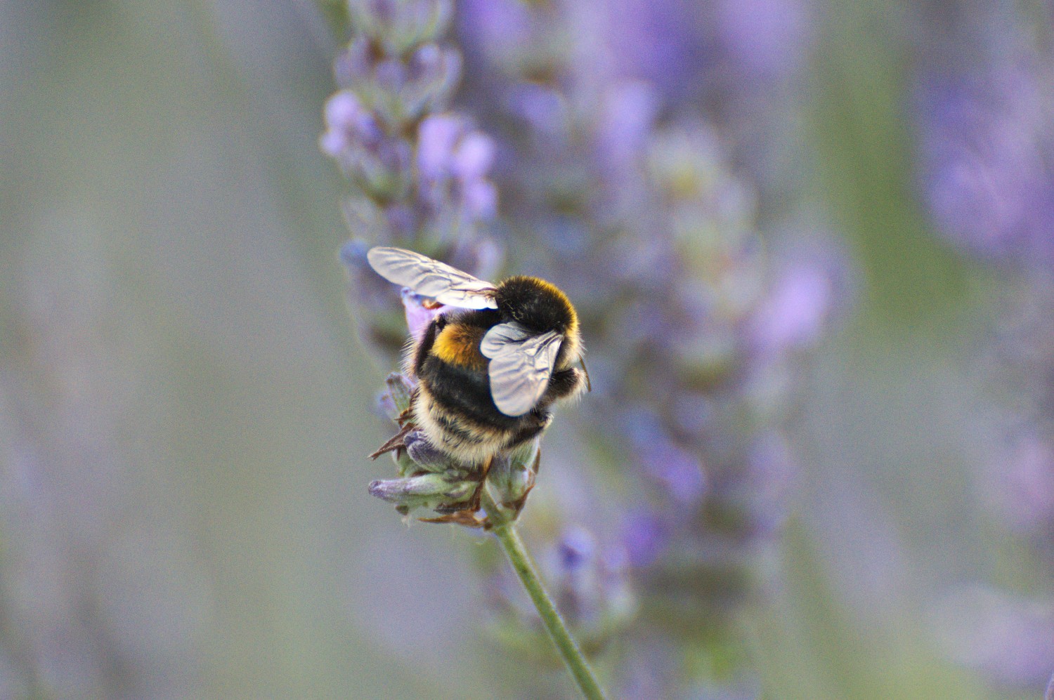 livebirdspoland_28066b6d8fe45c5791b7e7488be5030f.jpg