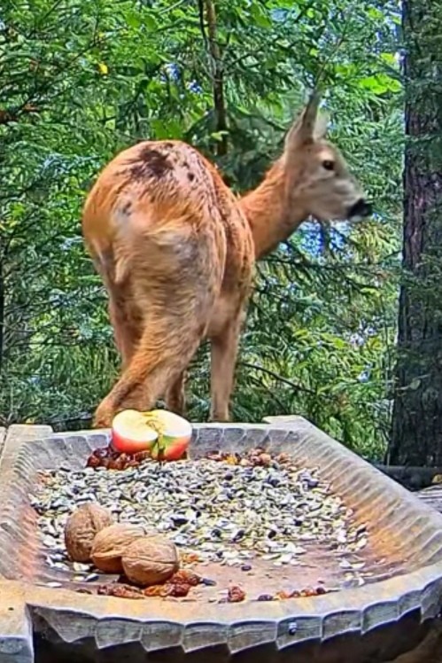 livebirdspoland_f876fa7688dadc0b0c4d10c732abee1e.jpg