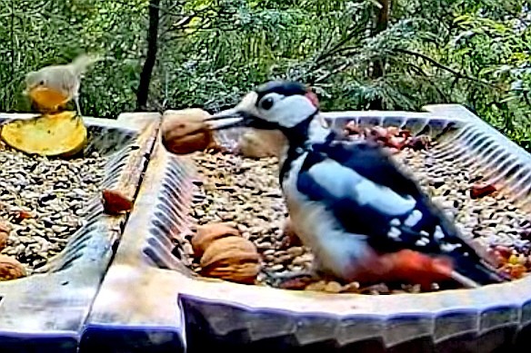 livebirdspoland_800891fc50dbd9f72c29674c74bc8248.jpg