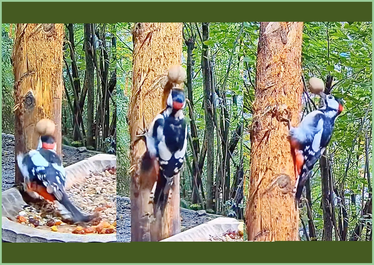 livebirdspoland_fddf95964fcec94d7e2558a32f4e040c.jpg
