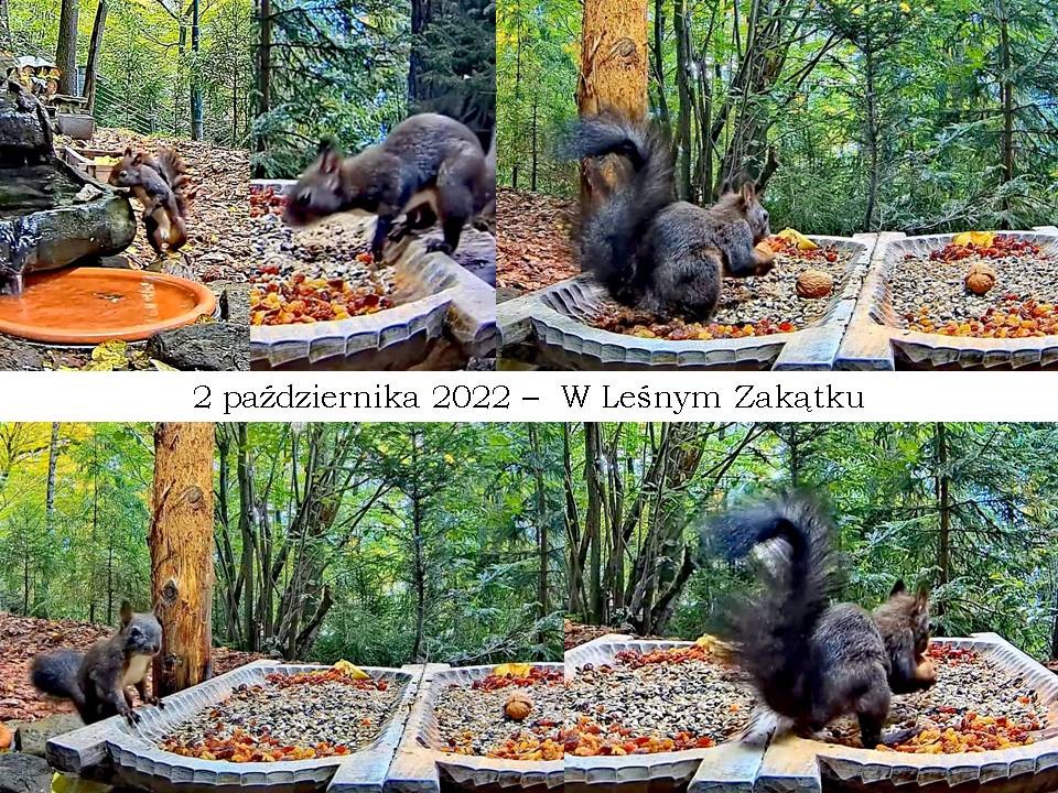 livebirdspoland_f3098e7e78e78df193c009a13e1e691d.jpg