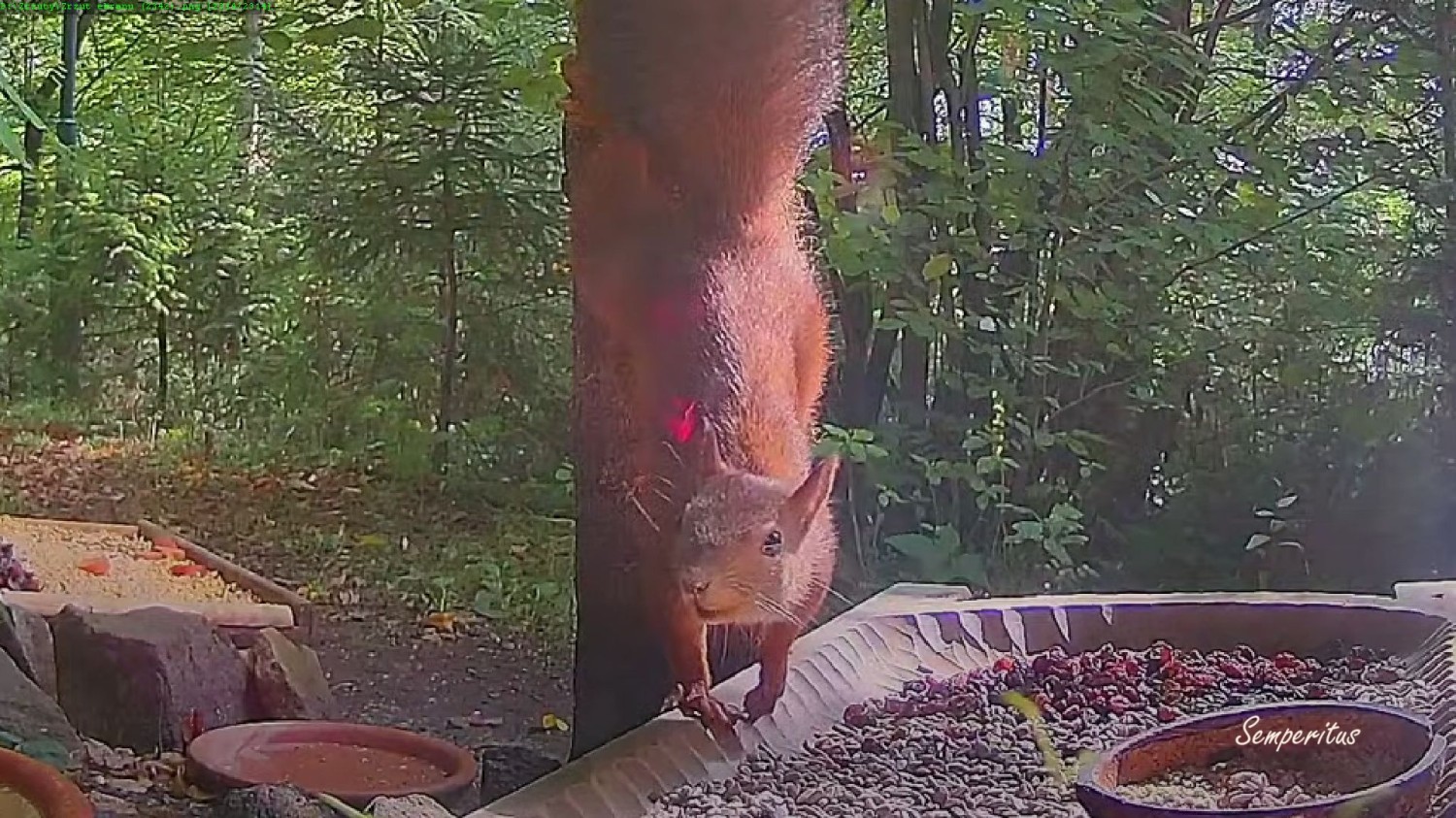 livebirdspoland_ff2c7f7130d25c1c7c3bfb58f7b70294.jpg