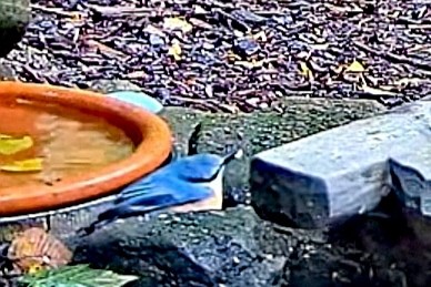 livebirdspoland_b4d3a1ba410df6419fd1b22adbf6aea7.jpg