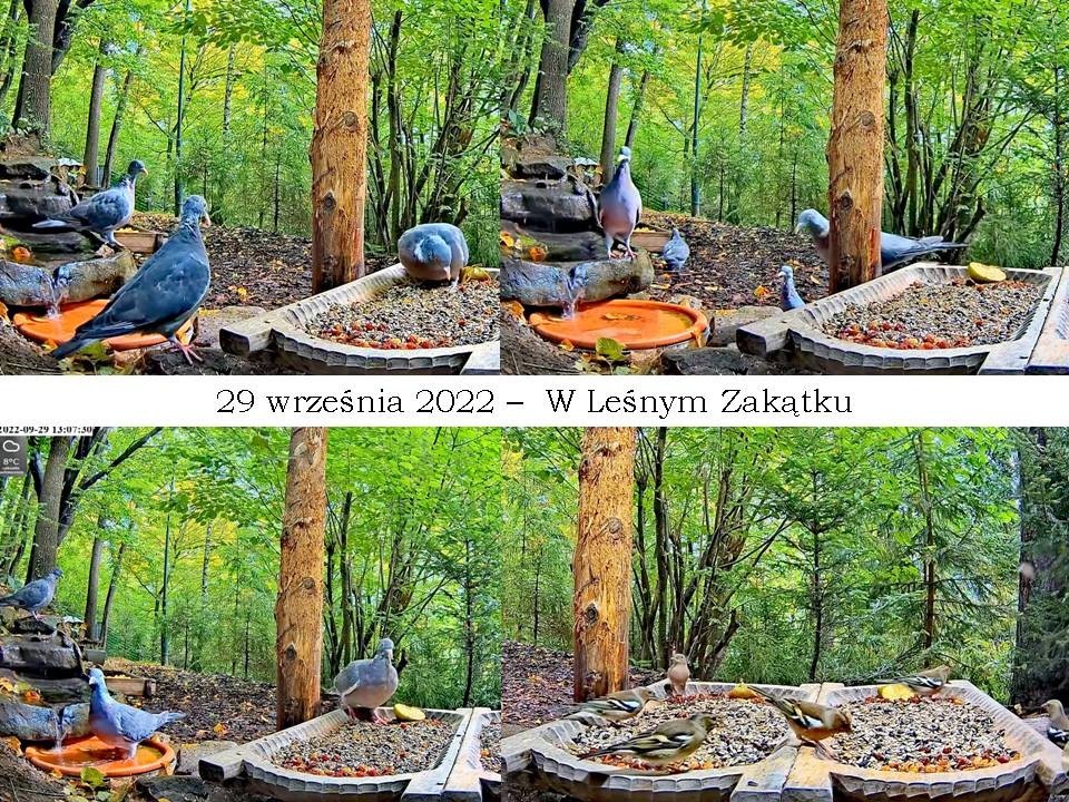 livebirdspoland_9edc43a20ad6a68d24251ed32ff3ddae.jpg