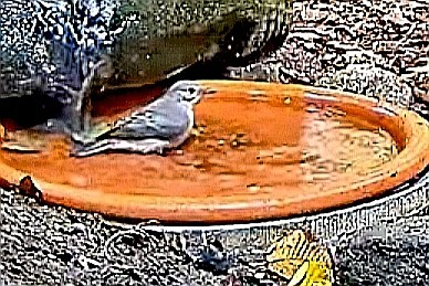 livebirdspoland_4318071f8c2f7f9640c57860e25254ec.jpg