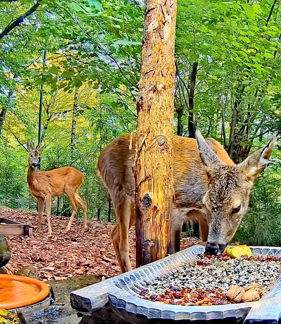 livebirdspoland_322f8c8df8d534992fd07954d5584779.jpg