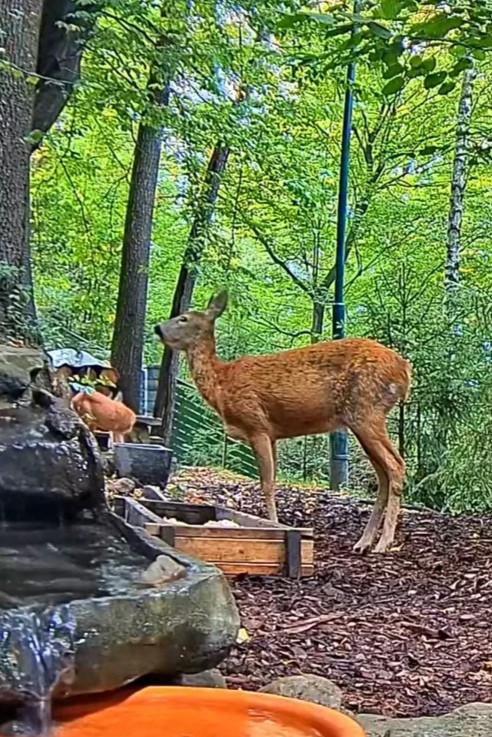 livebirdspoland_8671d595b3717ab039fd0457ecb64ac5.jpg