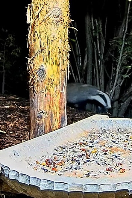 livebirdspoland_95412d6f0bad6a9dc036d7a02ba8e44b.jpg