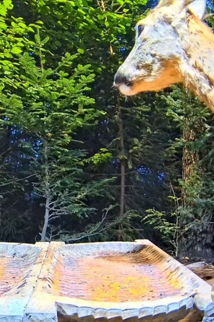 livebirdspoland_40b7de90ca8882ff0c74b379b98df63e.jpg