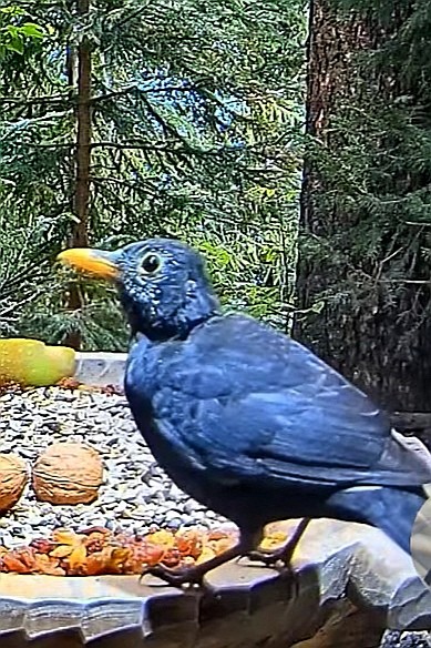 livebirdspoland_2c172ddae2cef8eb4f3db603be9df8a5.jpg