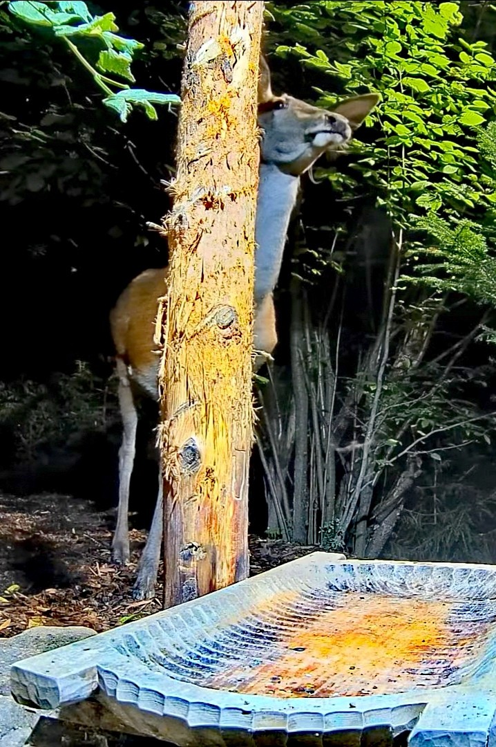 livebirdspoland_82f1cb8c417c66feaf6f7927b45a63db.jpg