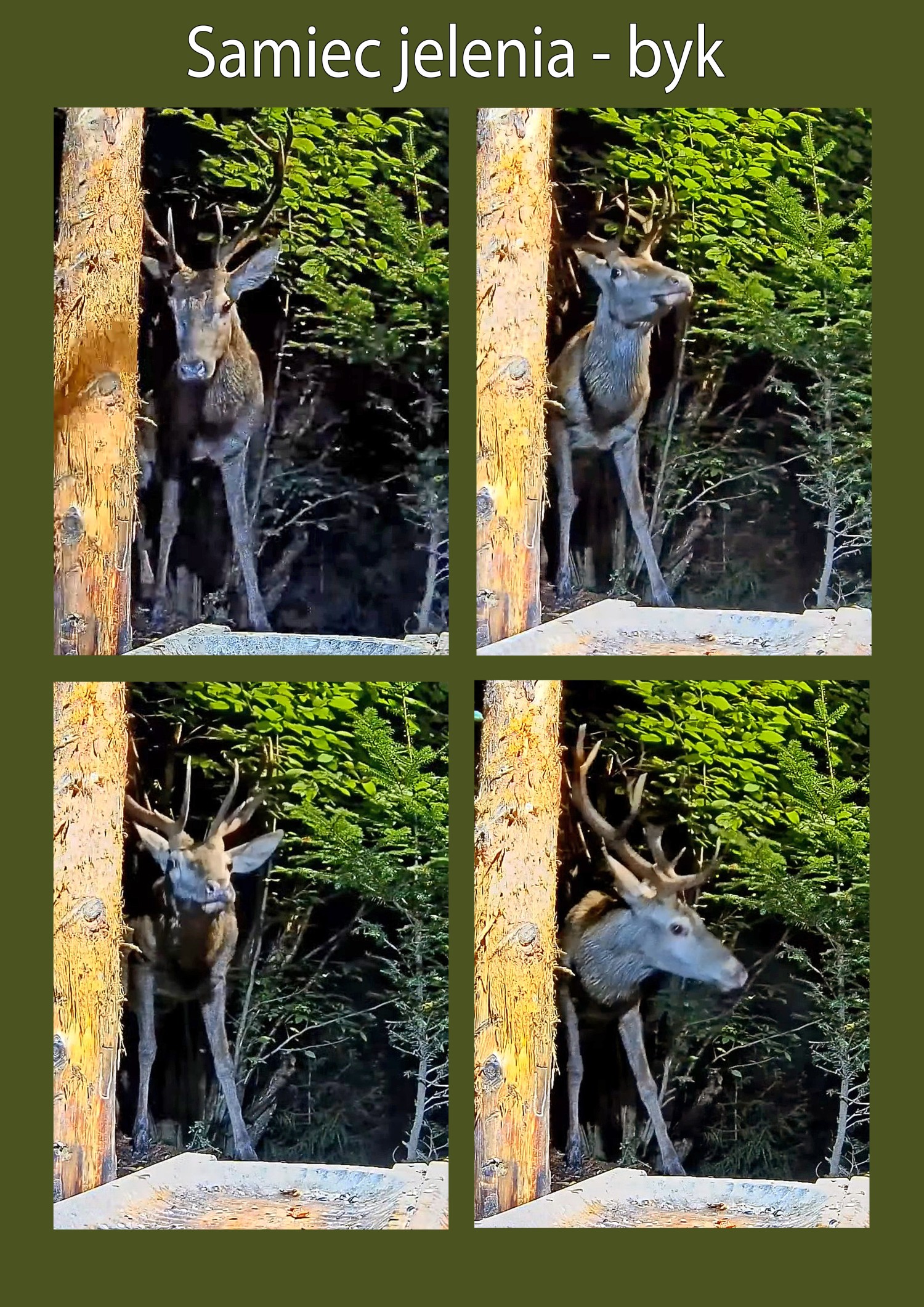 livebirdspoland_3ff6f5f0dfc91658559f9dac7de48955.jpg