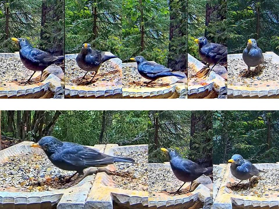 livebirdspoland_92061fadfb1557ad8a0ef7035fe33099.jpg