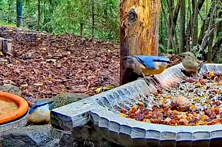 livebirdspoland_ef0aa51bf71498b3489ce9f5d5cac981.jpg