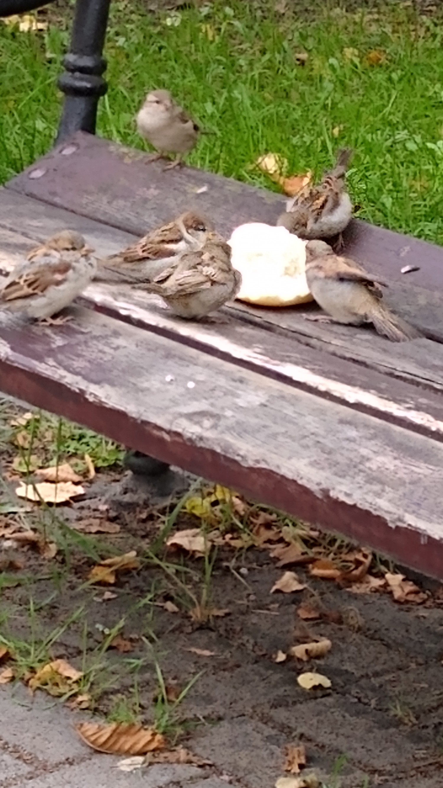 livebirdspoland_3df5520f31fd96a618ecbf521f7afa55.jpg