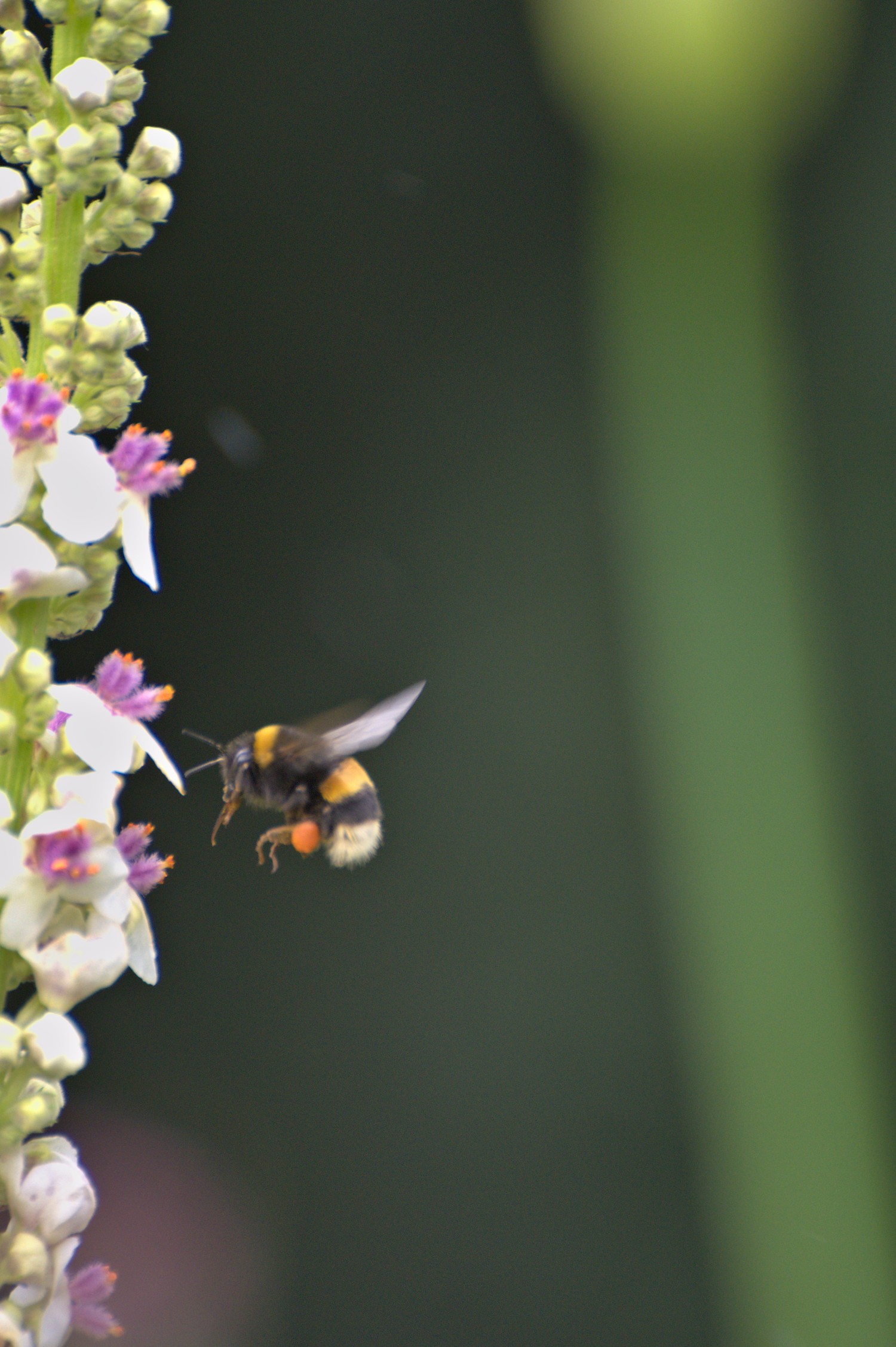 livebirdspoland_4fd5ce0edcf383d35decc2e8e1dddc3b.jpg