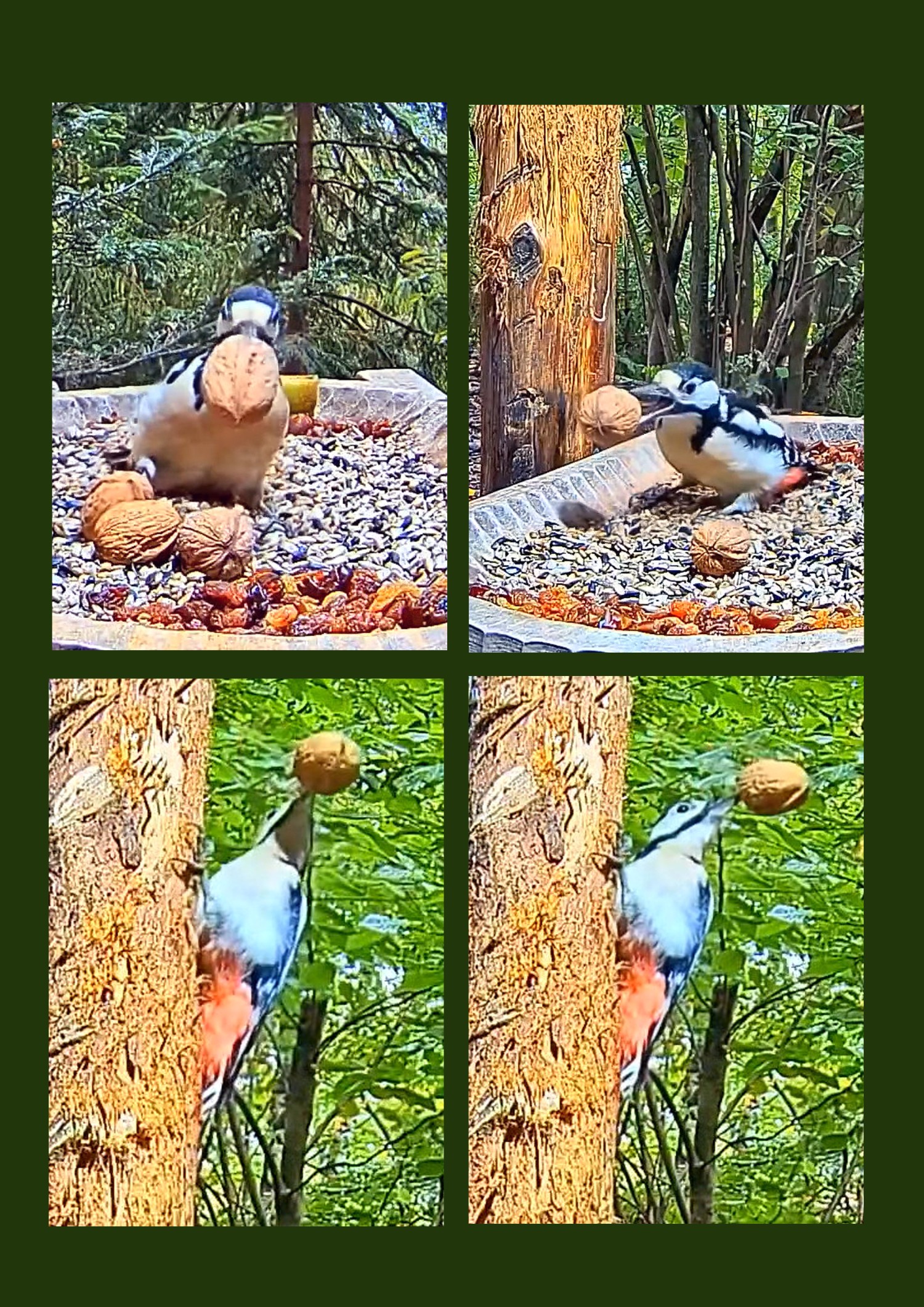 livebirdspoland_f64d2b3b417d41ff77721be1d41622f4.jpg