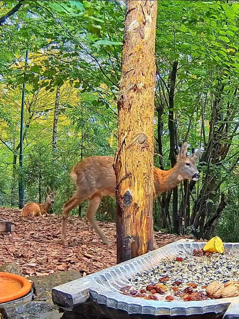 livebirdspoland_b7768e497394b22a6b79a6725fcf0648.jpg