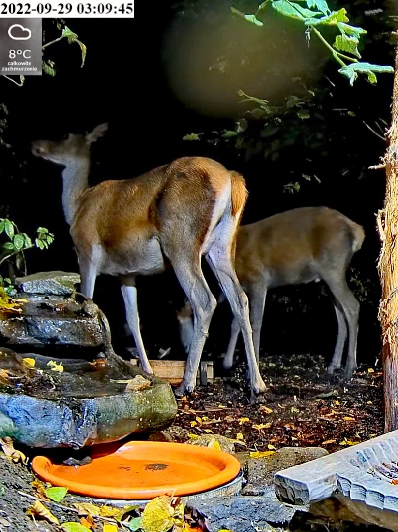 livebirdspoland_20e416f7e0a06870a79e91e08146d2e2.jpg