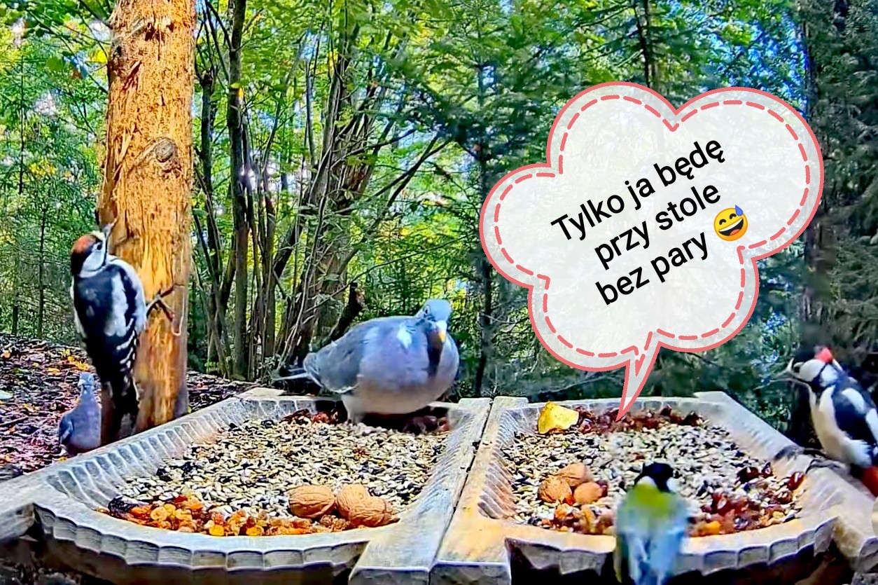 livebirdspoland_8abf1a3ad948f4523952b45e2e4060d5.jpg