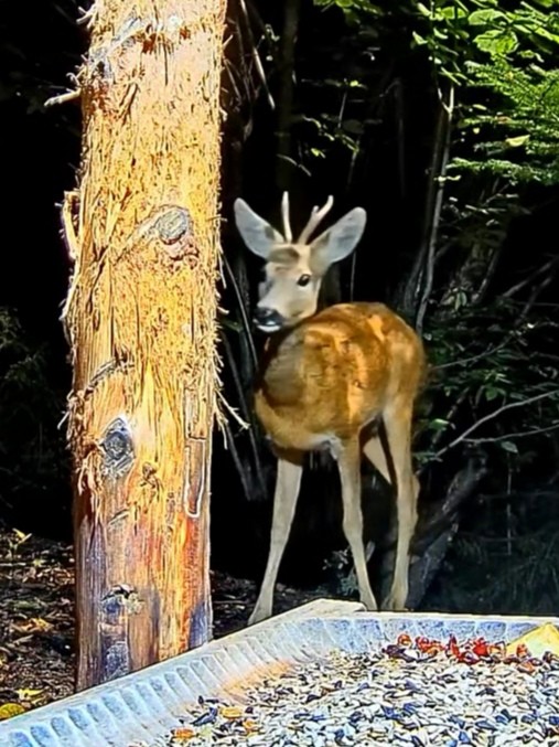 livebirdspoland_472c6b1812efec400d2a20a93724ab61.jpg