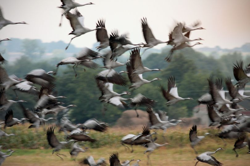 livebirdspoland_1546623ecff22ab9082c6a8c2ac97c0f.png