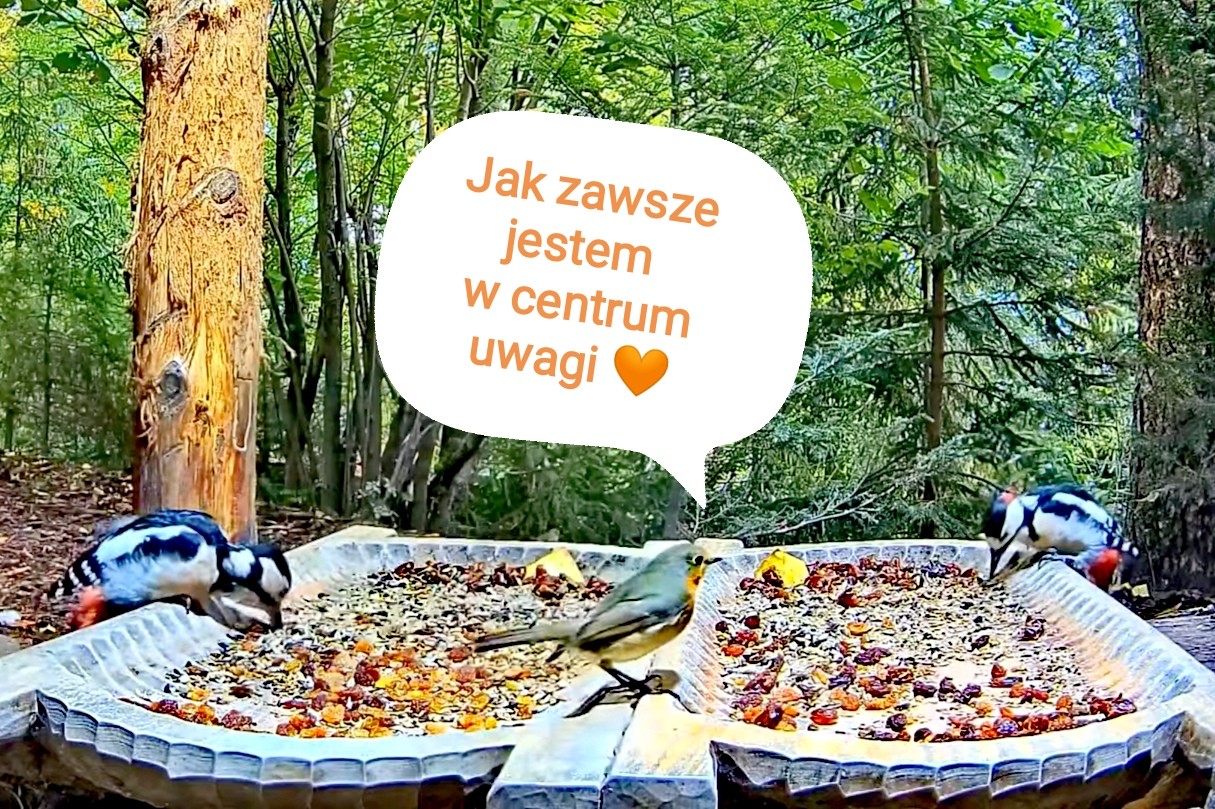 livebirdspoland_e97b68ce9628fb81a0fd555e60b0fc9f.jpg