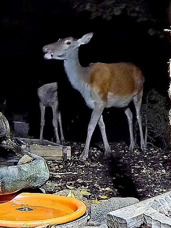 livebirdspoland_f59dfdab8d04239056f392722c407d1b.jpg